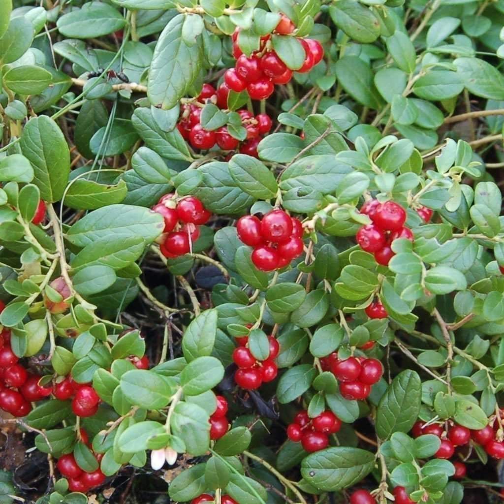 Prosztata lingonberry levelek)