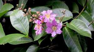 Banaba – Esőerdő Gyógynövény Adatbázis